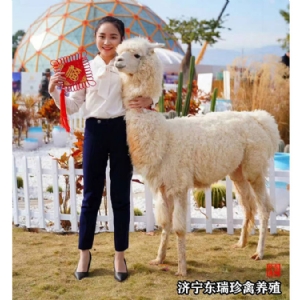 羊驼展示