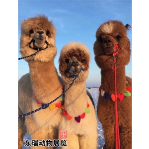 羊驼展示