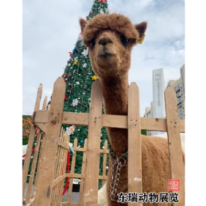 羊驼展示