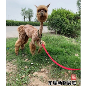 羊驼展示