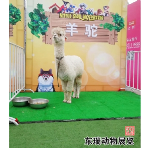 羊驼展示