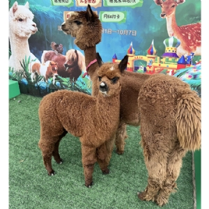 羊驼展示