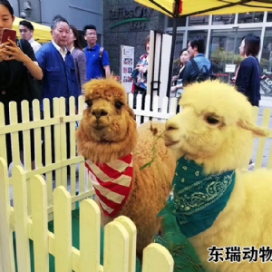 羊驼展示