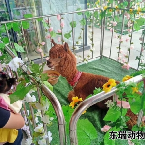 羊驼展示
