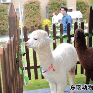 羊驼展示